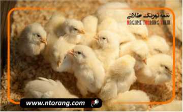 رایزنی های صورت گرفته برای افزایش صادرات مرغ استان لرستان